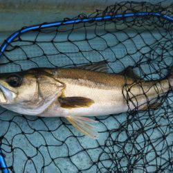 アマテラス 釣果