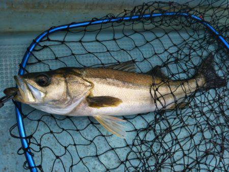 アマテラス 釣果