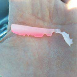 アマテラス 釣果