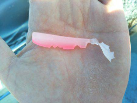 アマテラス 釣果