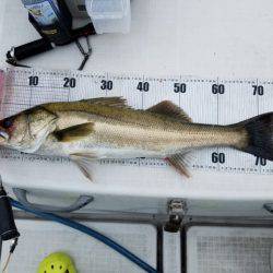 海龍丸(島根) 釣果