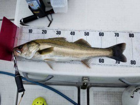 海龍丸(島根) 釣果