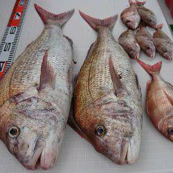 遊漁船 家入 釣果