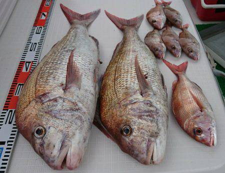 遊漁船 家入 釣果