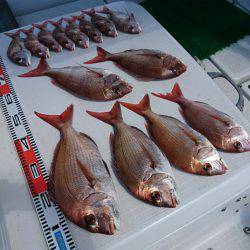 遊漁船　家入 釣果