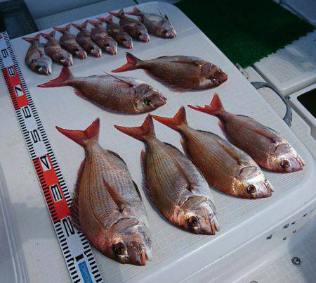 遊漁船　家入 釣果