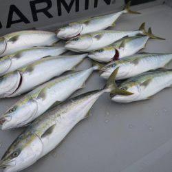 Chase（チェイス） 釣果