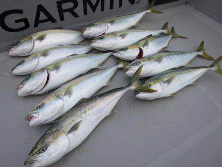 Chase（チェイス） 釣果