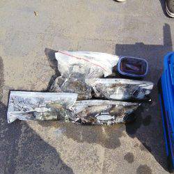 マリンガイド福丸 釣果