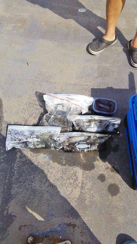 マリンガイド福丸 釣果