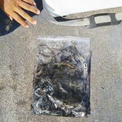 マリンガイド福丸 釣果