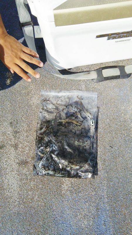 マリンガイド福丸 釣果