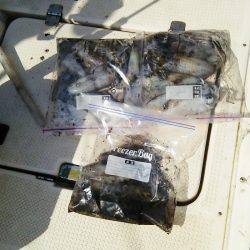 マリンガイド福丸 釣果