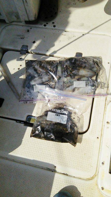 マリンガイド福丸 釣果