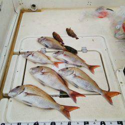 マリンガイド福丸 釣果