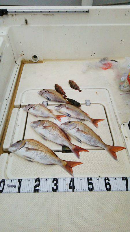 マリンガイド福丸 釣果