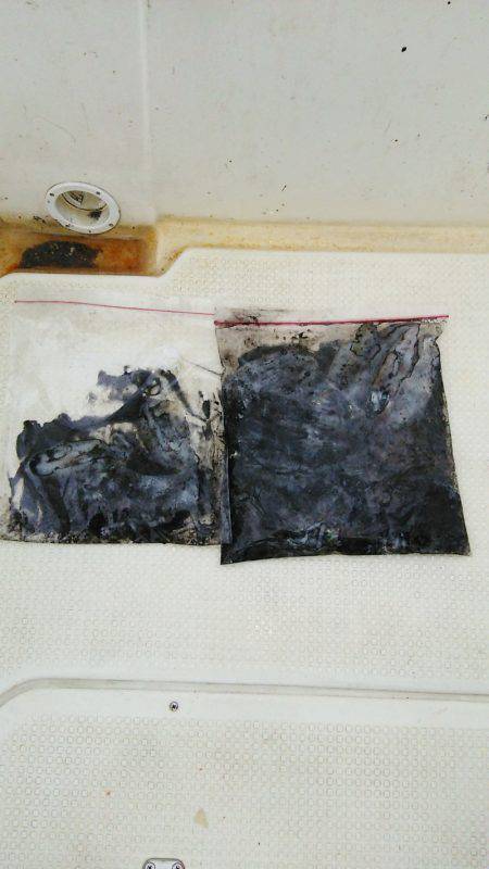 マリンガイド福丸 釣果