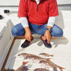 マリンガイド福丸 釣果