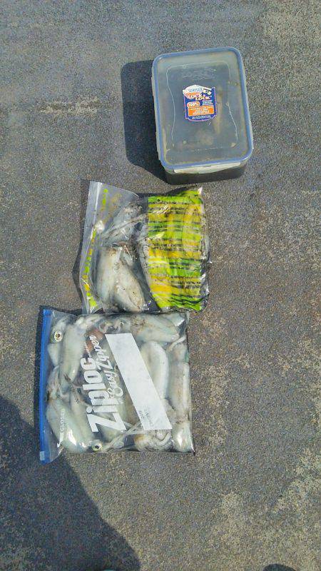 マリンガイド福丸 釣果