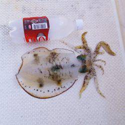 マリンガイド福丸 釣果