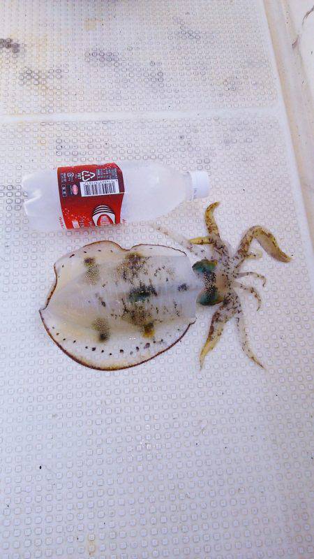 マリンガイド福丸 釣果