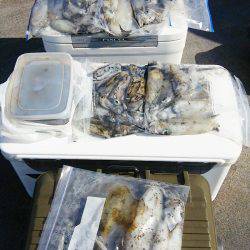 マリンガイド福丸 釣果