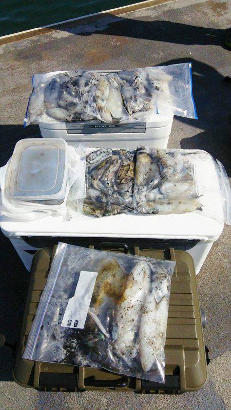 マリンガイド福丸 釣果