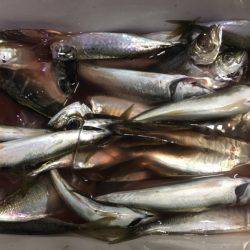 シースナイパー海龍 釣果