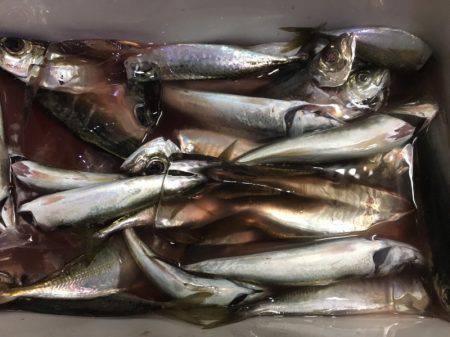 シースナイパー海龍 釣果