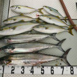 オーシャンスター(Ocean Star) 釣果