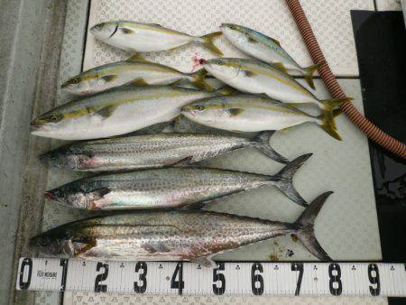 オーシャンスター(Ocean Star) …