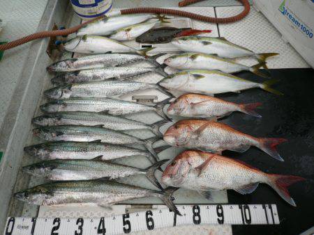 オーシャンスター(Ocean Star) …