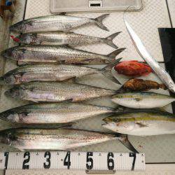 オーシャンスター(Ocean Star) 釣果