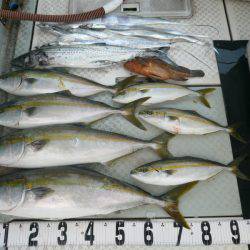 オーシャンスター(Ocean Star) 釣果