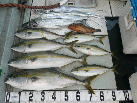 オーシャンスター(Ocean Star) 釣果