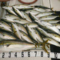 オーシャンスター(Ocean Star) 釣果