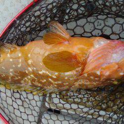 海季丸(みきまる) 釣果