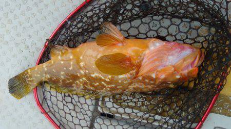 海季丸(みきまる) 釣果