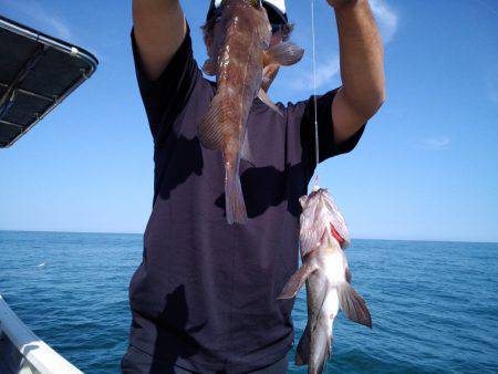 ひな丸 釣果