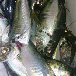 シースナイパー海龍 釣果