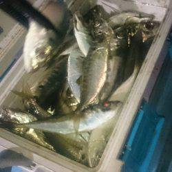 シースナイパー海龍 釣果