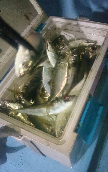 シースナイパー海龍 釣果