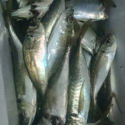 シースナイパー海龍 釣果