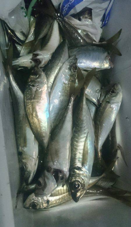 シースナイパー海龍 釣果