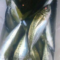 シースナイパー海龍 釣果