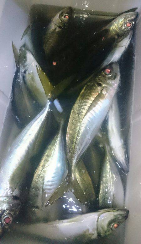 シースナイパー海龍 釣果