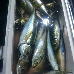 シースナイパー海龍 釣果