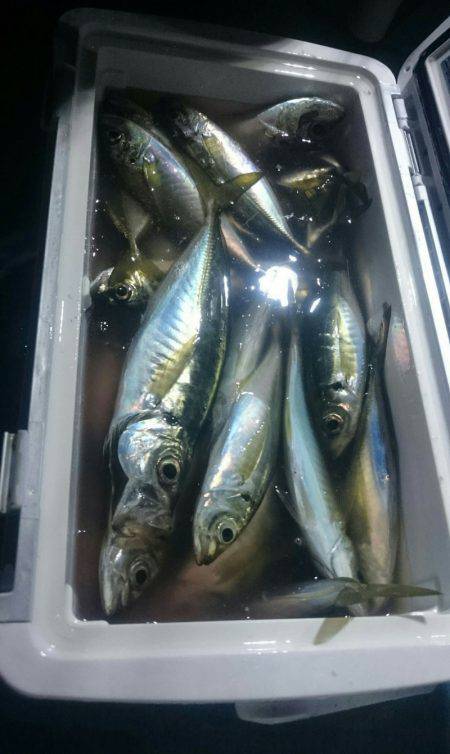 シースナイパー海龍 釣果