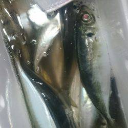 シースナイパー海龍 釣果