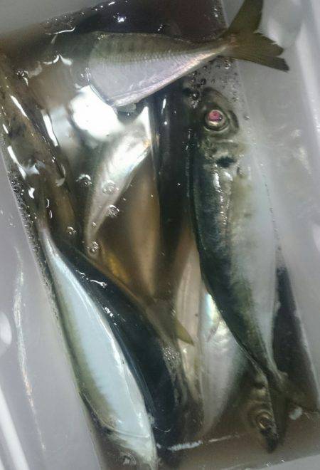 シースナイパー海龍 釣果